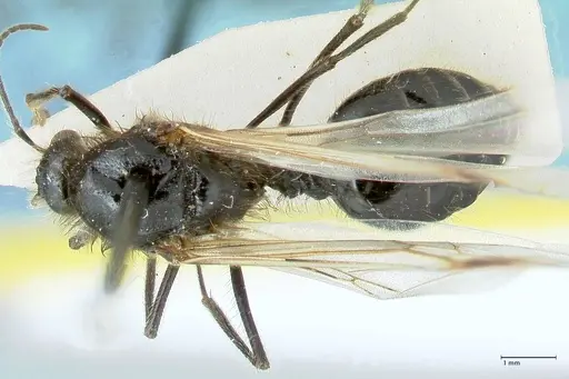 Messor semirufus - FOCOL1268