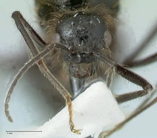 Messor semirufus - FOCOL1268