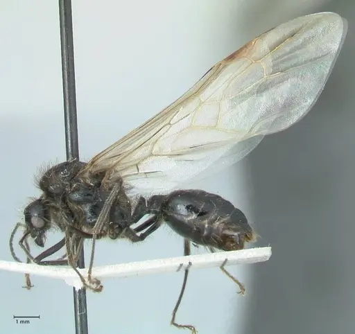 Messor semirufus - FOCOL1268