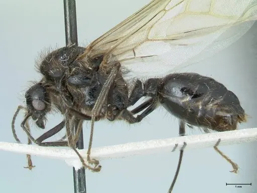 Messor semirufus - FOCOL1268