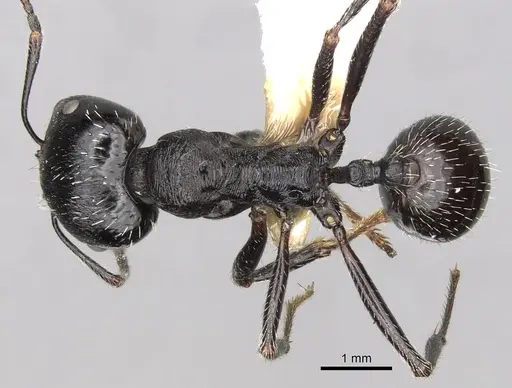 Messor semoni specimen