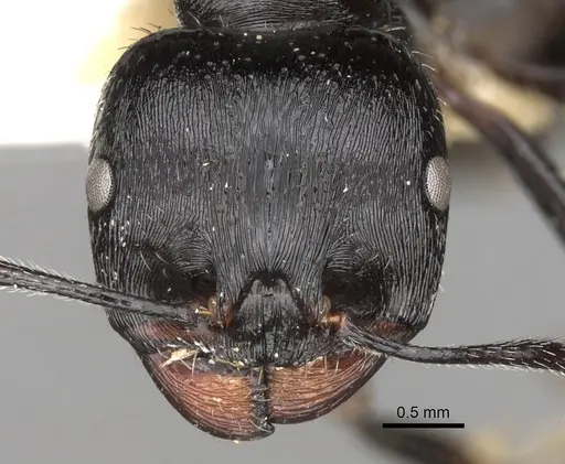 Messor semoni specimen