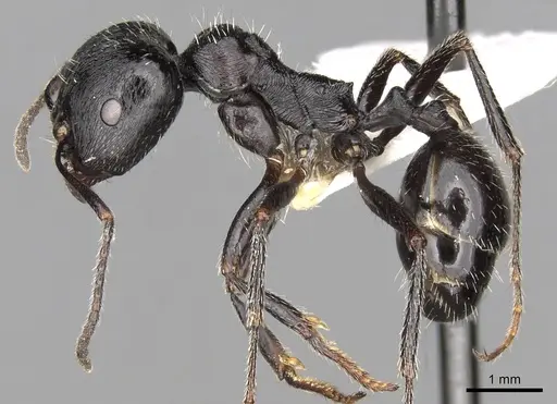 Messor semoni specimen