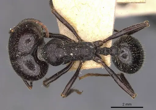 Messor semoni - CASENT0907739