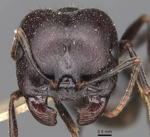 Messor semoni - CASENT0907739