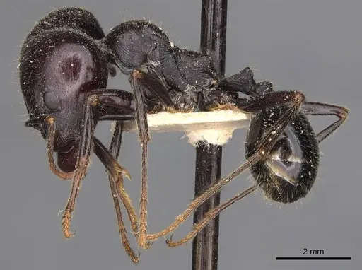 Messor semoni - CASENT0907739