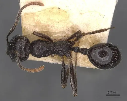 Messor semoni - CASENT0907740