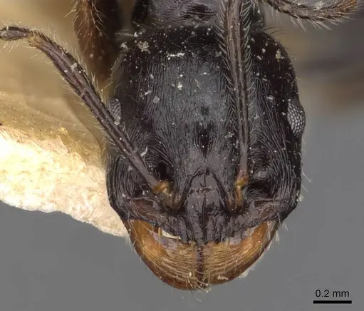 Messor semoni - CASENT0907740