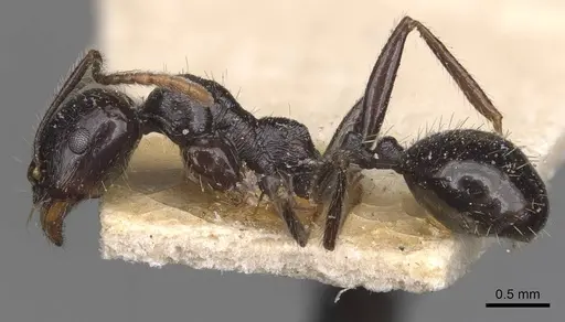 Messor semoni - CASENT0907740