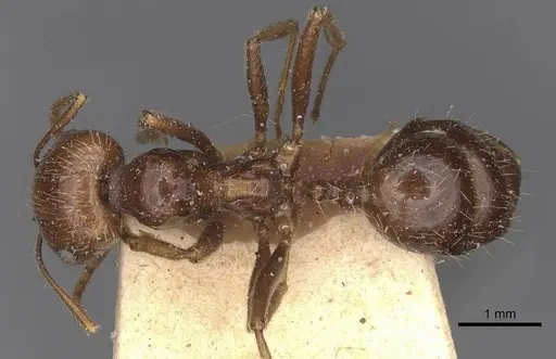 Messor sordidus specimen