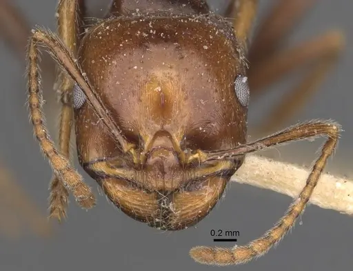 Messor sordidus specimen