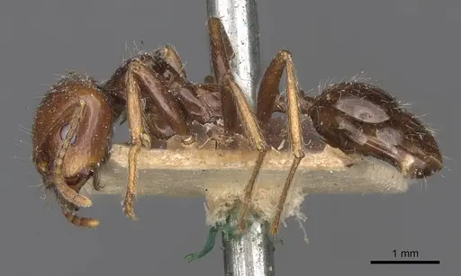 Messor sordidus specimen