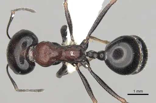 Messor striatellus specimen