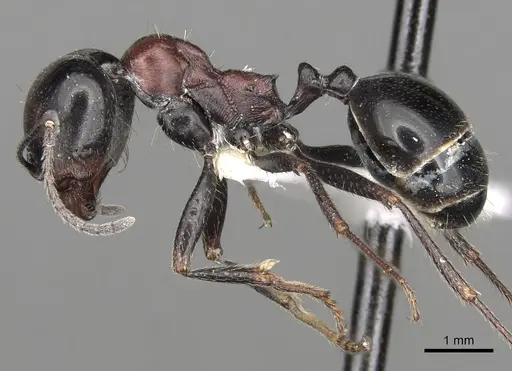 Messor striatellus specimen