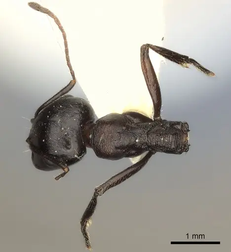 Messor striaticeps specimen