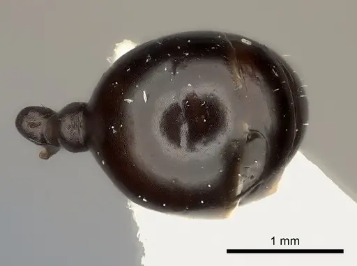 Messor striaticeps specimen