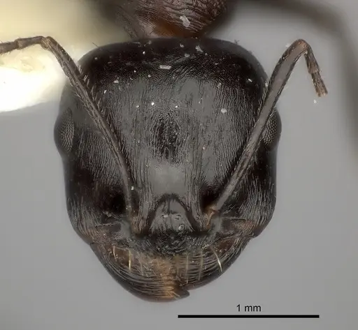 Messor striaticeps specimen