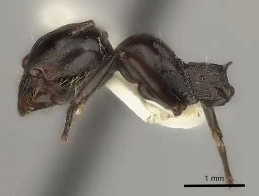 Messor striaticeps - CASENT0217880