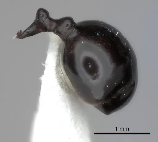 Messor striaticeps - CASENT0217880