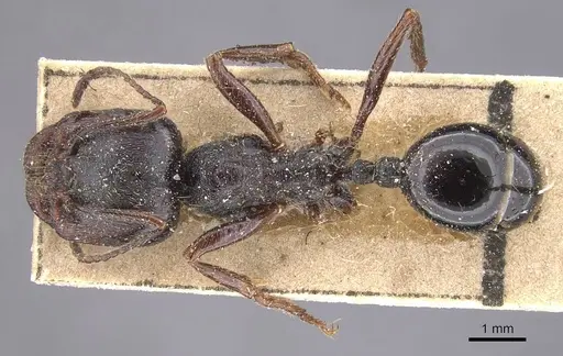 Messor striaticeps - CASENT0915455