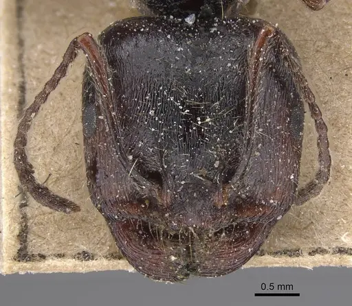 Messor striaticeps - CASENT0915455