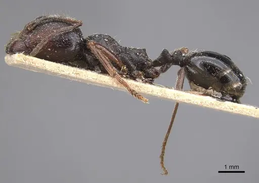 Messor striaticeps - CASENT0915455