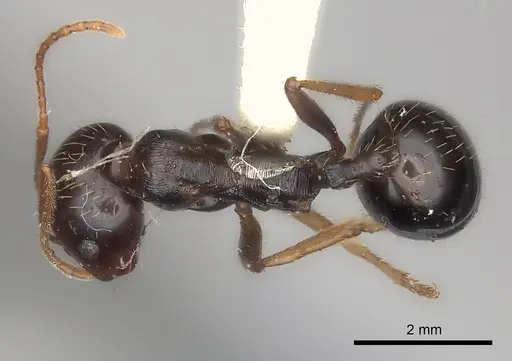 Messor striatifrons specimen