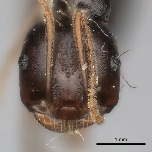 Messor striatifrons specimen
