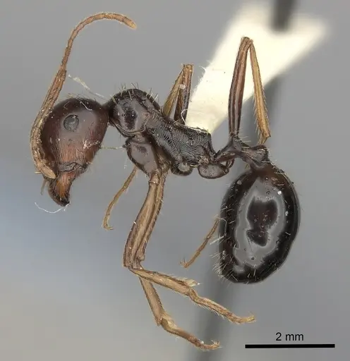 Messor striatifrons specimen