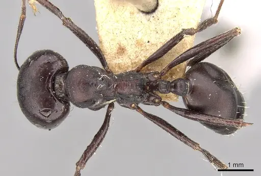 Messor striativentris specimen