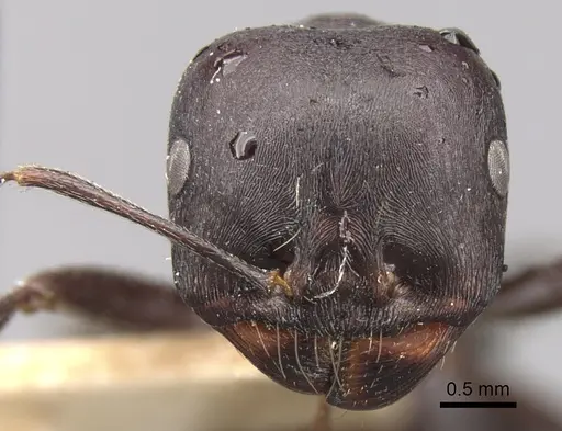 Messor striativentris specimen