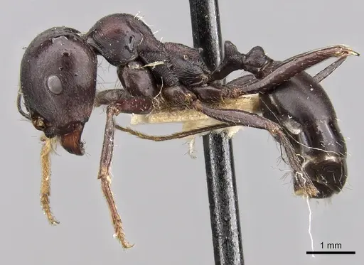 Messor striativentris specimen