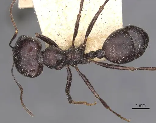 Messor striativentris - CASENT0907741