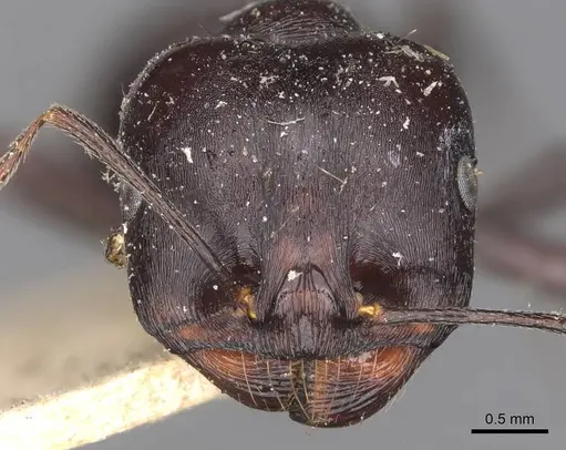 Messor striativentris - CASENT0907741