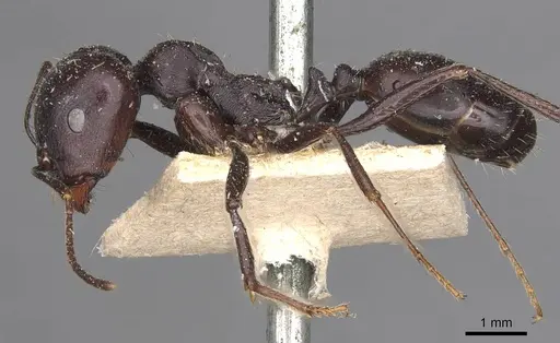 Messor striativentris - CASENT0907741