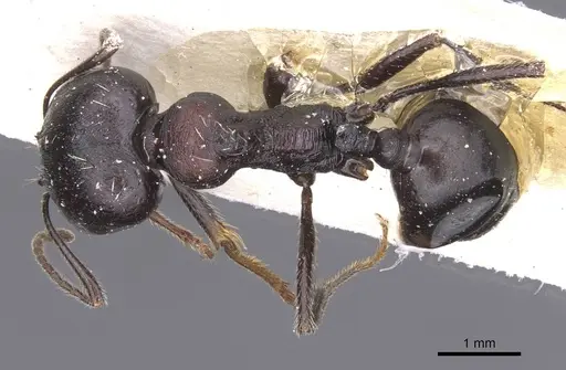 Messor striativentris - CASENT0913225