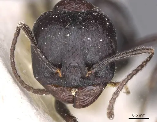 Messor striativentris - CASENT0913225