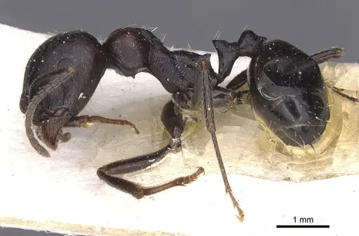 Messor striativentris - CASENT0913225