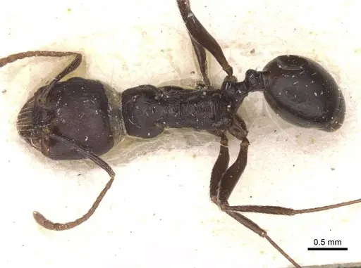 Messor striativentris - CASENT0913226