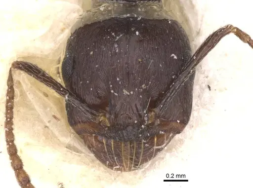 Messor striativentris - CASENT0913226