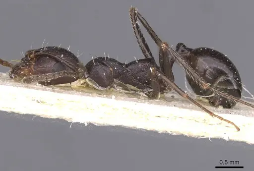 Messor striativentris - CASENT0913226