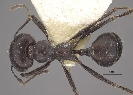 Messor striativentris - CASENT0917754