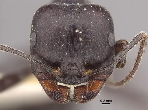 Messor striativentris - CASENT0917754
