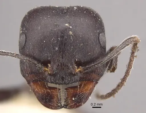 Messor striativentris - CASENT0917754