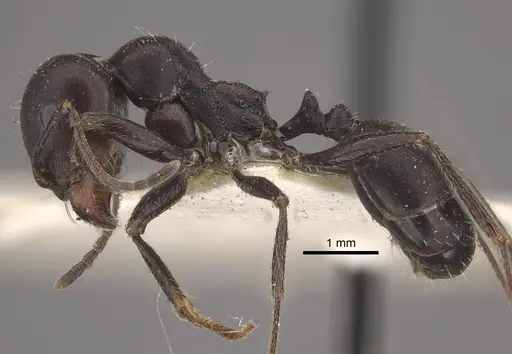 Messor striativentris - CASENT0917754