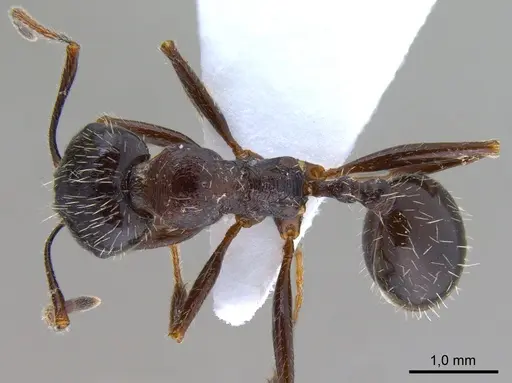 Messor structor specimen