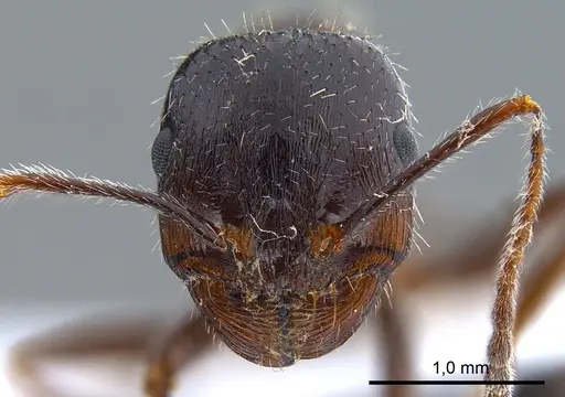 Messor structor specimen