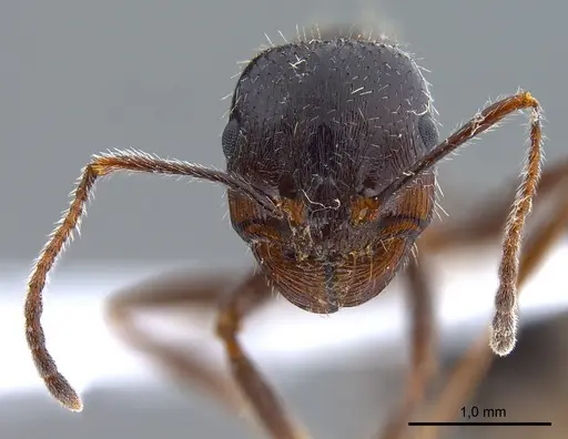 Messor structor specimen