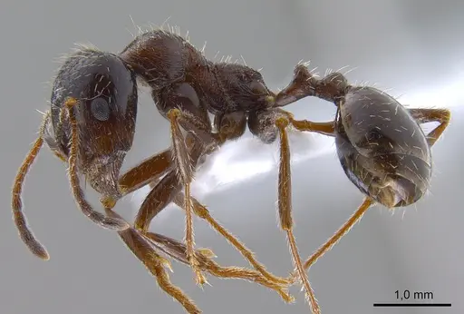 Messor structor - ANTWEB1008070