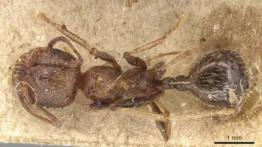 Messor structor - CASENT0904131